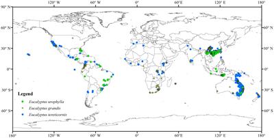 Climate change favors expansion of three Eucalyptus species in China